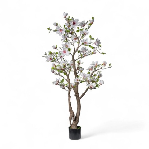 PIANTA MAGNOLIA 180CM C50FIOR